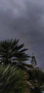 Moody palm trees under dark stormy sky.