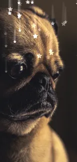 Moody, thoughtful pug portrait in dark lighting for mobile wallpaper.