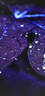 Purple leaf with dewdrops in a moody, dark setting.