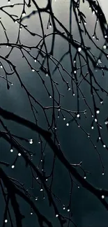 Branches with raindrops against a moody dark gray background.