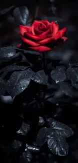 Moody red rose against dark blurred background.