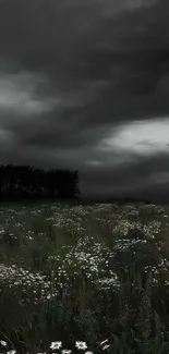 Dramatic, stormy sky over flower field.