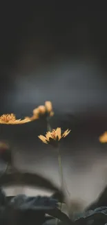 Yellow flowers in a dark, moody background on mobile wallpaper.