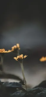 Yellow flowers in dark moody background with elegant petals.