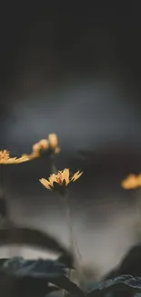 Moody yellow flowers on a dark blurred background, perfect for mobile wallpaper.