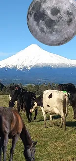 Cows grazing with a large moon over a snow-capped mountain.