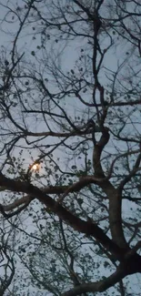 Moonlight shines through bare branches against a twilight sky.