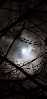 Moonlit night through bare branches creating a mesmerizing silhouette effect.