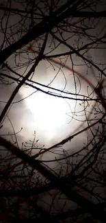 Mysterious moonlight through bare branches at night.