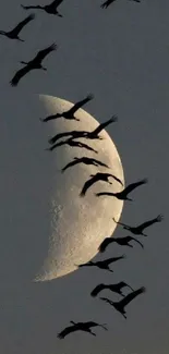 Silhouetted birds flying against a crescent moon in a dark sky.