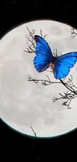 Vivid blue butterfly on a moonlit branch against a black night sky wallpaper.