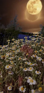 Moonlit daisy field under glowing night sky.