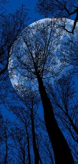 Silhouetted trees against a moonlit night sky in deep blue hues.