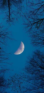 Crescent moon in deep blue sky through silhouette of tree branches.