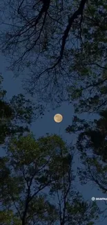 Moonlit night in a forest framed by tree silhouettes under a dark starry sky.