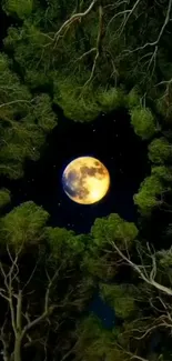 Moonlit night scene through forest canopy.