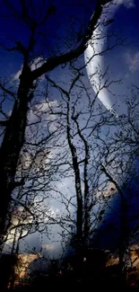 Moonlit forest with silhouetted trees and deep blue sky.