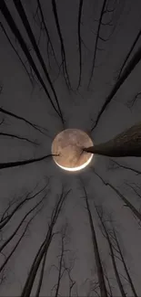 Moonlit forest with crescent moon in night sky viewed through bare trees.