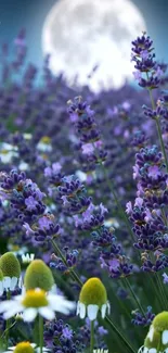 Moonlit lavender field with full moon at night.