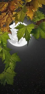 Green leaves illuminated by moonlight with a starry sky background.