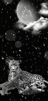 Leopard family under moonlit night sky wallpaper.