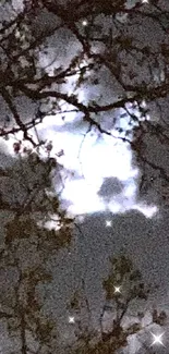 Moonlit branches against a cloudy night sky wallpaper.