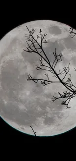 Full moon with branches silhouette against a black night sky.