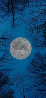 Full moon in a dark blue sky with silhouetted tree branches.