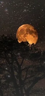 Moonlit night sky with silhouetted trees and stars.