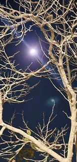 Leafless tree silhouetted against a moonlit night sky in calming blue tones.