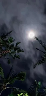 Night sky with moon and palm trees casting silhouettes.