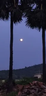 Moonlit palm trees with a serene night sky.