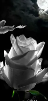 White rose and dove under moonlight in artistic wallpaper.