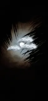 Moonlight through palm leaves at night.