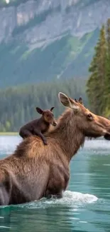 Moose and calf wading through a serene lake with forest in the background.