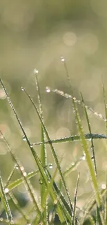 Close-up of dew-covered grass in the morning light.