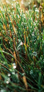 Morning dew drops on green grass blades close-up wallpaper.