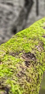 Close-up of a mossy tree branch in natural setting.