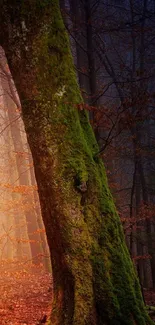 Moss-covered tree in an enchanting forest setting.