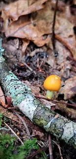 Vibrant mossy forest floor with an orange mushroom and fallen leaves.