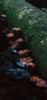 Moss-covered log with mushrooms in a forest setting.