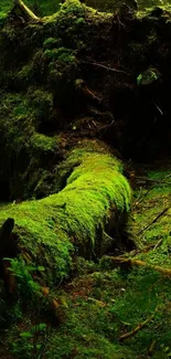 Mossy forest path with lush green scenery