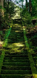 Moss-covered stone path in tranquil forest setting.