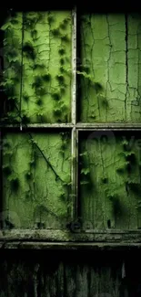 Mossy green vintage window with vines lighting up the cracked surface.