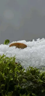 Moss and mushroom on snow-covered ground in serene winter scene.