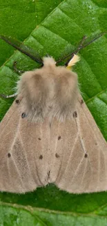 A moth resting on a lush green leaf, showcasing nature's beauty.