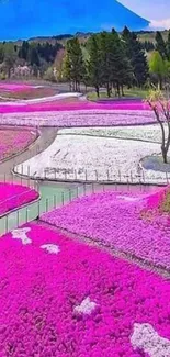 Mount Fuji with vibrant pink fields blooming in the foreground.