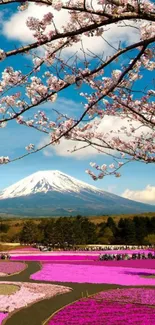 Mount Fuji with cherry blossoms and pink flower fields in spring.