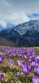 Purple crocuses in a field with snowy mountains and a cloudy sky.