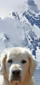 Majestic mountain with fluffy dog in the foreground, ideal wallpaper for nature lovers.